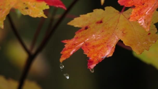 Slow Motion Close Raindrops Falling Colorful Maple Tree Leaves Splashing — Αρχείο Βίντεο