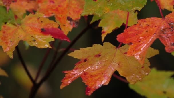 Slow Motion Close Raindrops Falling Colorful Maple Tree Leaves Splashing — Vídeo de Stock