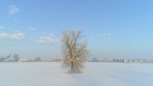 Tiempo Aerial Warp Volando Alrededor Del Árbol Desnudo Congelado Mágica — Vídeo de stock