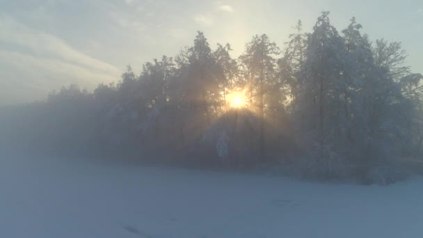 空中黄金朝 Sunrays 霧日の出トラフ霧木雪に覆われた森を輝いています 冷凍の森の背後に昇る太陽黄金は 寒い冬の朝の霧と雪に包まれて 冬の夕日 — ストック動画