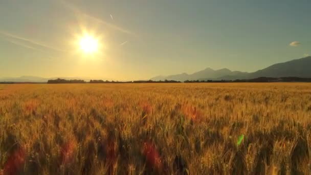 Légi Közelről Napos Este Gyönyörű Vidéki Őszi Táj Fölött Repül — Stock videók