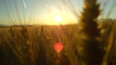 Dof Lens Flare yakından: Muhteşem sarı buğday bitkiler Altın ışık günbatımında muhteşem dağlarla çevrili organik tarım arazileri üzerinde. Pastoral tepelik Tuscany yatay, sonsuz altın buğday alanları