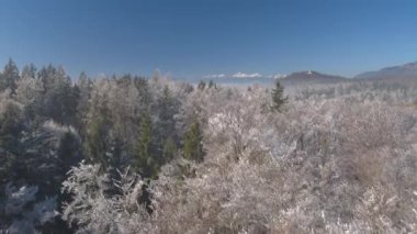 Hava muhteşem donmuş orman ağaç tepelerinin hoarfrost içinde güneşli kış gününde kaplı. Puslu orman uçan, buzlu ağaçları köpüklü çalı çırpı ve dalları ile sabah sis içinde sarılı. Soğuk sisli kış günü