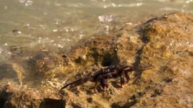 Kadar yakın, makro: su berrak okyanus dalgası şirin küçük renkli yengeç Endonezya denizi üzerinden güneşli günde plajda bırakır. Mercan kayalık üzerinde çizgili kahverengi, kırmızı ve siyah eklem bacaklılar