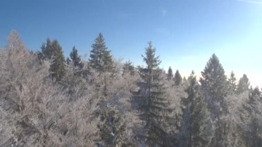Hava muhteşem donmuş orman ağaç tepelerinin hoarfrost içinde güneşli kış gününde kaplı. Puslu orman uçan, buzlu ağaçları köpüklü çalı çırpı ve dalları ile sabah sis içinde sarılı. Soğuk sisli kış günü