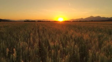 Yakın: Organik tarım plantasyon içinde güzel kırsal manzara muhteşem tahıl sahasının altın kahverengi buğday bitkiler. Güneş batımında pastoral tarım arazisi büyüyen bitkileri alanlarında ışığında kızdırma