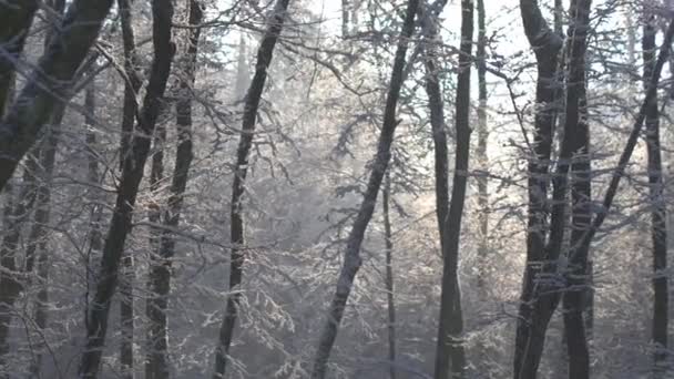 空中封闭 在雾蒙蒙的冬日早晨 雾蒙蒙的树梢飘落在新鲜的雪中 在下雪的冬日里 明亮的阳光照在雾和光秃秃的树上 防波林景观 — 图库视频影像