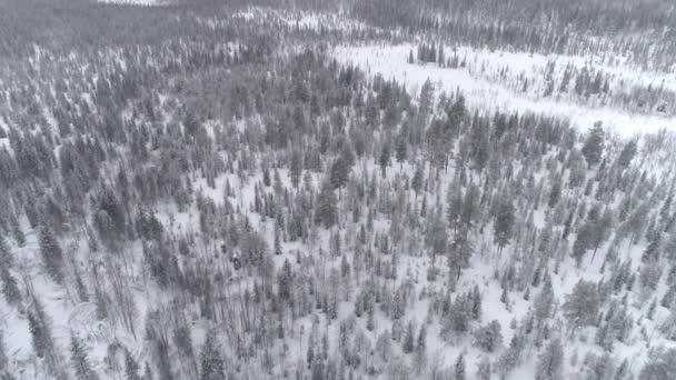空中壮观的冰冻森林树梢覆盖在霜冻在阳光明媚的冬日 在雾蒙蒙的森林上空飞翔 冰冷的树木 在晨雾中包裹着闪闪发光的树枝和树枝 寒冷多雾的冬日 — 图库视频影像