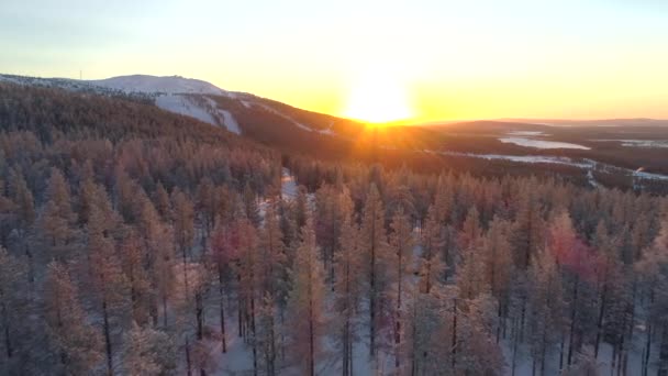 空中特写 在金色的夕阳下 在冬林中飞过冰冻的松树 冬季日出时 金色的阳光照耀在覆盖着冰的松树林上 太阳落在白色雪针林后面 — 图库视频影像