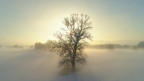 Aérial Voler Autour Arbre Gelé Par Une Matinée Brumeuse Magique — Video