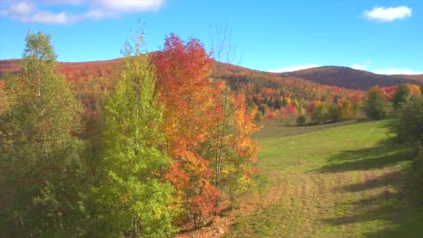 在阳光明媚的日子里 在令人叹为观止的五颜六色的树梢上飞行 有转动的叶子 在阳光明媚的秋日 橙色和红色森林中的美丽的秋树 秋天森林中的秋叶 — 图库视频影像