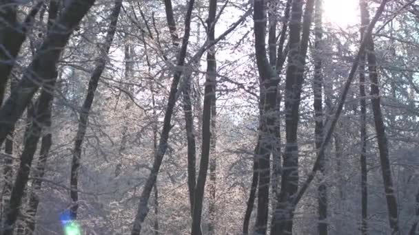 Aerial Cerrar Sol Brillante Través Copas Árboles Brumosos Cubiertos Nieve — Vídeo de stock