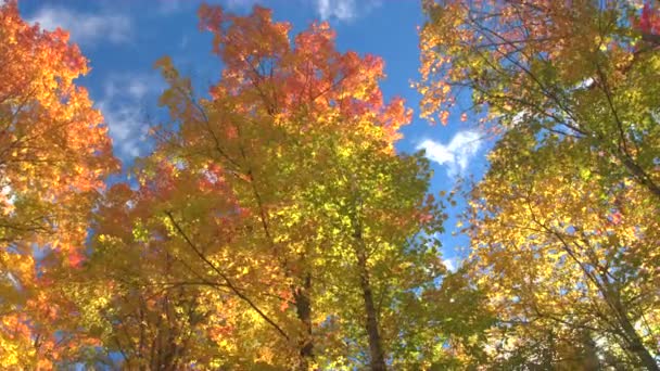 低角度のビュー 暖かい秋太陽美しい晴れた日に紅葉の梢を通って照る 活気のある秋の森のカラフルな背の高い木の枝を通してピーク太陽光線 豪華な秋の紅葉 — ストック動画