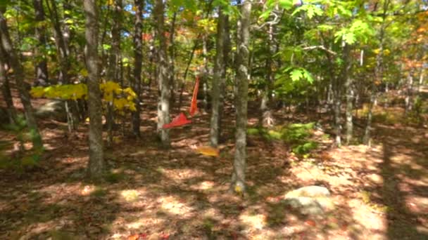 Slow Motion Bliska Spadek Liści Spadając Lesie Jesienią Słoneczny Dzień — Wideo stockowe