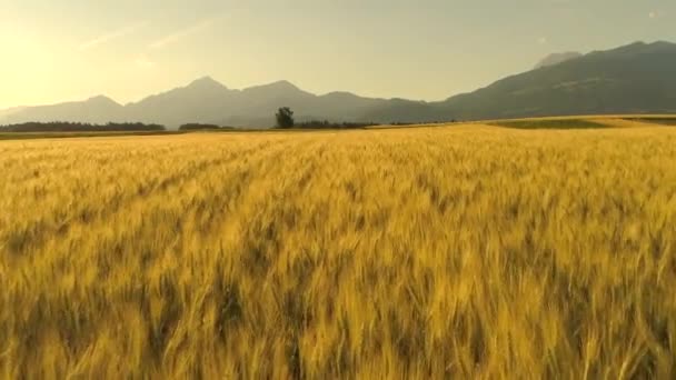 空中めまい効果 豪華な乾燥黄色い小麦植物が美しい国の農地では 風に揺れます 圃場は 穏やかな夏の風に揺らいでいます ロッキー山脈の美しい風景 — ストック動画