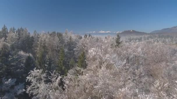 Luchtfoto Spectaculaire Bevroren Bos Boomtoppen Bedekt Met Rijm Zonnige Winterdag — Stockvideo
