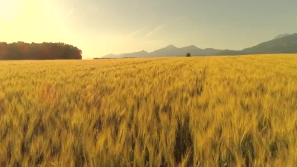 航空写真 見事な日没で国の農地に風に揺れる黄色い麦畑の上を飛んでください 作物黄金日の出夏風に揺らいでいます スロベニアの風光明媚な田園地帯にロッキー山脈 — ストック動画