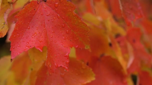 降雨後の秋の森でスローモーション閉じるを被写し界深度の濡れた葉します 赤と黄色の木に雨が降って雨の秋の葉します 水滴落下見事な秋の森で活気のあるメープル ツリーの葉 — ストック動画