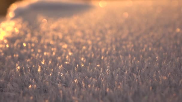 雪に覆われた小ぎれいな木 — ストック動画