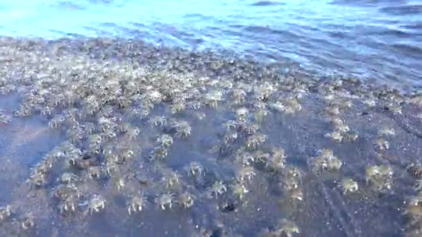 超湿成千上万的小螃蟹在海洋中潮湿的岩石上爬行 巴厘岛透明节肢动物在珊瑚石上蠕动 螃蟹科迁徙到海水中 海洋野生动物 — 图库视频影像