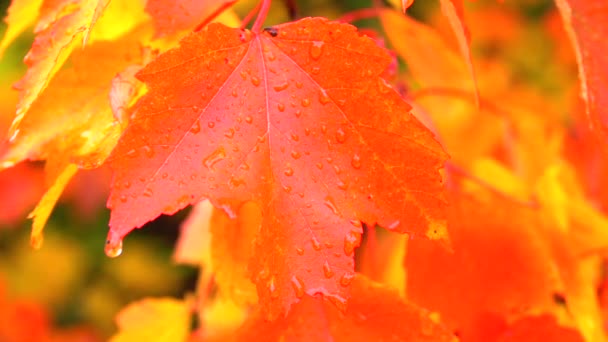 Slow Motion Close Wet Leaves Autumn Forest Rainfall Raining Red — Stock Video