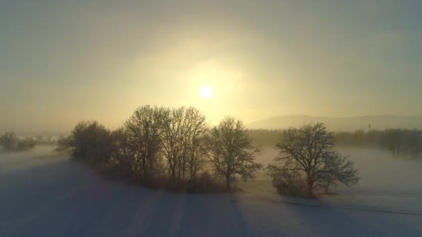 航空写真 冬の魔法の霧の朝に凍結裸の木の上飛んでいます 雪原と黄金日の出凍った木々 の見事な霧風景 霧氷に覆われたトラフ木を輝く木漏れ日 — ストック動画