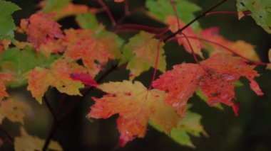 SLOW MOTION CLOSE UP: Raindrops falling on colorful maple tree leaves and splashing into droplets. Wet leaves in autumn forest after rainfall. Raining onto red and yellow tree leaves in rainy fall