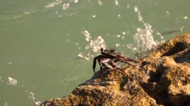Kadar yakın, makro: su berrak okyanus dalgası şirin küçük renkli yengeç Endonezya denizi üzerinden güneşli günde plajda bırakır. Mercan kayalık üzerinde çizgili kahverengi, kırmızı ve siyah eklem bacaklılar