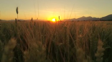 Hava yakın Lens Flare Up: pastoral Toskana büyük sarı buğday alanının üstündeki Altın ışık güneş doğarken uçan. Günbatımı kızdırma sonsuz buğday güneşli puslu akşam dağlık kırsal tarım arazisi üzerinde