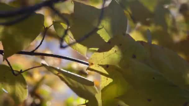 クローズ アップ マクロ レンズ フレア 黄色葉の日当たりの良い秋に木の枝でそよ風になびきます 秋の紅葉が秋の風に揺れます 暖かい秋に黄色の木の天蓋を通って照る太陽光線 — ストック動画