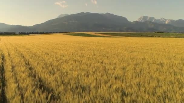 Aerial Vertigo Effect Gorgeous Dry Yellow Wheat Plants Swaying Wind — Stock Video