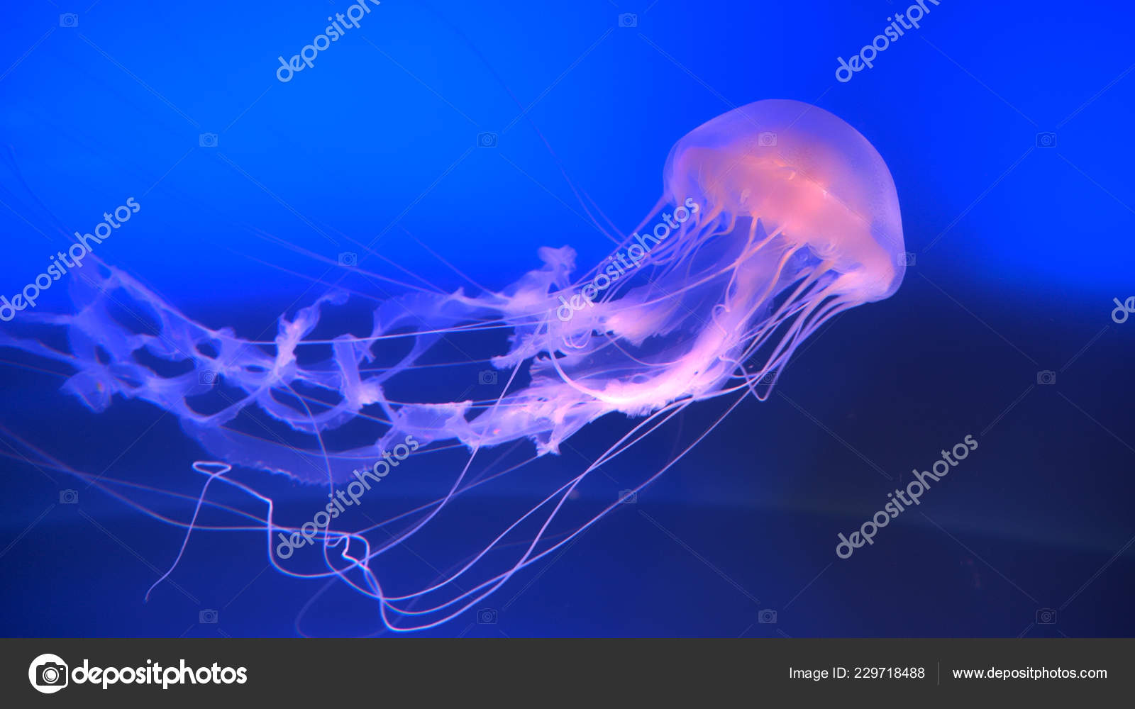 ディープ ブルーの水槽には約半透明のクラゲ水泳を見事な 傘形水槽に浮かぶ水生生物です 獲物をキャッチするか 捕食者から自己を防衛する触手を持つ動物 ストック写真 C Prostock