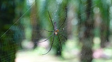 Makroyu kapatın: dev Orb Weaver türlerin çiftleşme erkek ve dişi örümcek. Gigantism ve cücelik ortak Nephila Pilipes türler tanıdı. Hayvanlar alemi gelen en büyük örümcekler biri.