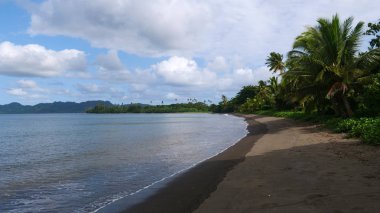 Yemyeşil palmiye ağacı Kanopiler nefes kesen Cennet Adası Pasifik boş kumlu kıyısında bir gölge döküm. Sakin okyanus pitoresk boş kumlu kıyı Turizm düşük sezon egzotik adada yıkar.