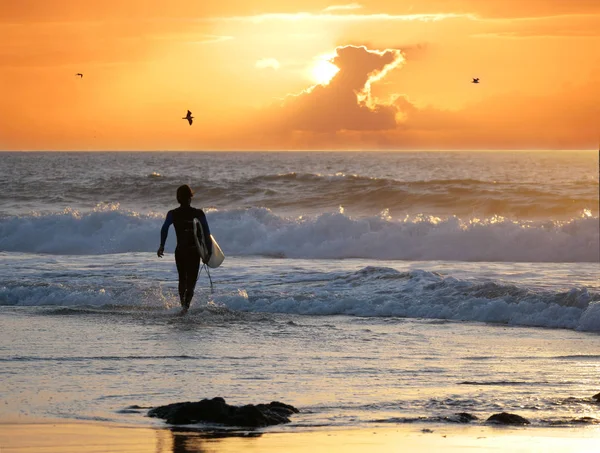 シルエット 太陽の前に最後の波をキャッチするサーフボードを保水に歩くサーファーを設定します 見事な黄金の夕日でサーフィンに行くのスポーツマン フェルテベントゥラ島の日没でカラフルな空 — ストック写真
