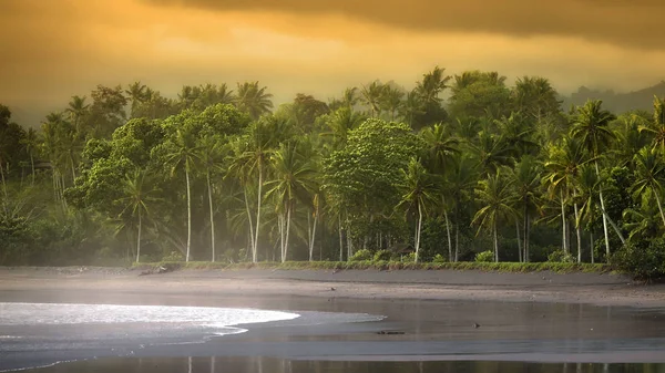 Vue Rafraîchissante Matin Été Sur Plage Sable Avec Des Palmiers — Photo