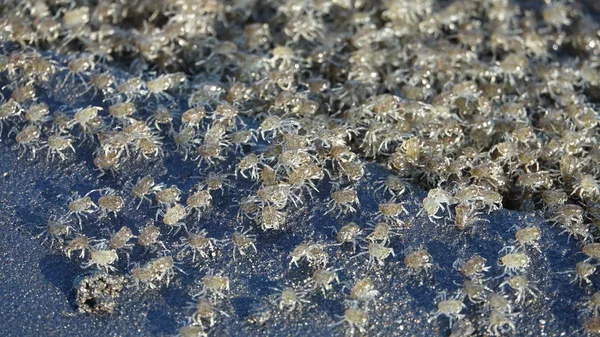 Close Dof Mass Migration Baby Crabs Just Shed Out Larvae — Stock Photo, Image