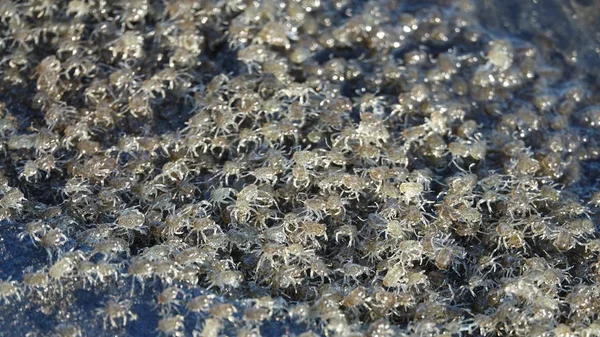 Close Dof Tiny Crabs Transparent Legs Brown Shells Moving Coast — Stock Photo, Image