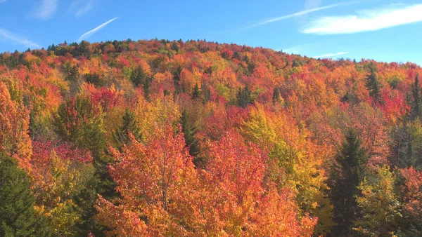 Aereo Sorvolando Una Foresta Infinita Con Baldacchini Colore Rosso Arancio — Foto Stock