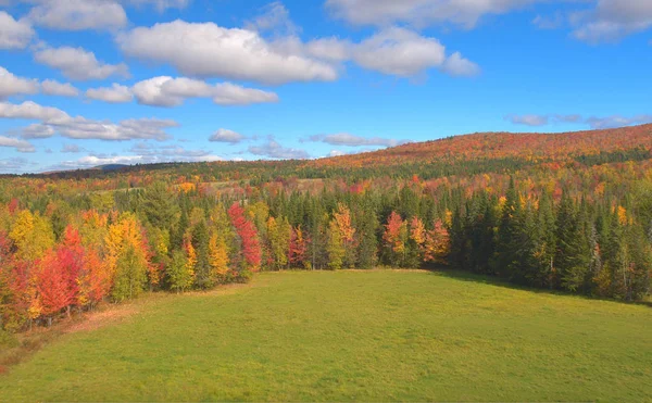 Aerial Volando Sobre Gran Prado Verde Medio Vastos Bosques Otoño — Foto de Stock