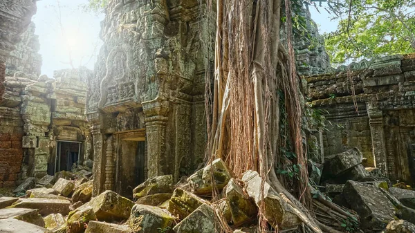 クローズ アップ 熱帯木の長い根はカンボジアの古代寺院にフェージング石入口上成長します 大きな木が生い茂ったされているアンコール ワットで腐りかけの建物の素晴らしい景色 — ストック写真