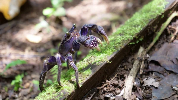 Close Macro Dof Small Purple Crab Wandering Sunny Jungle Tropical — Stock Photo, Image