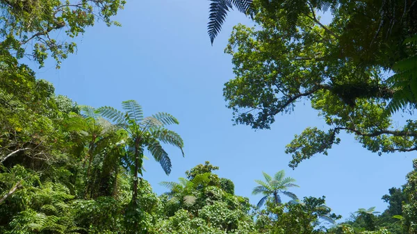 Bottom Looking Tall Palm Tree Canopies Cover Clear Blue Summer — Stock Photo, Image