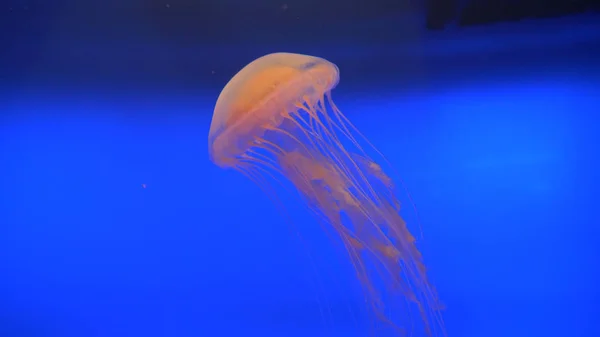 Stunning Translucent Jellyfish Swimming Deep Blue Fish Tank Umbrella Shaped — Stock Photo, Image