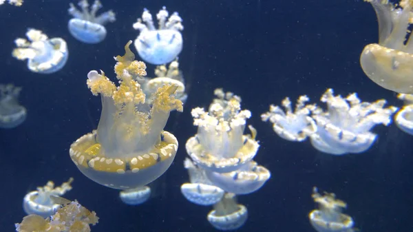 Numerosos Blue Sea Jellies Nadando Torno Tanque Água Azul Profundo — Fotografia de Stock