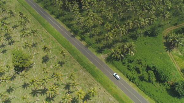 AERIAL Lush palm trees provide a picturesque view for explorers cruising in their car. Untouched tropical rainforest and palms surround empty asphalt road. Car driving past lush jungle on sunny island