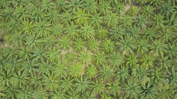 Antena Góry Dół Latające Nad Ogromną Oleju Palmowego Plantacji Erozji — Zdjęcie stockowe