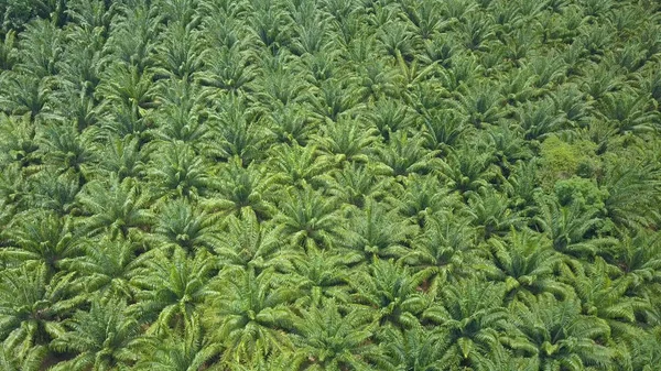 Aerial Volando Por Encima Increíbles Copas Palmeras Una Soleada Tarde — Foto de Stock