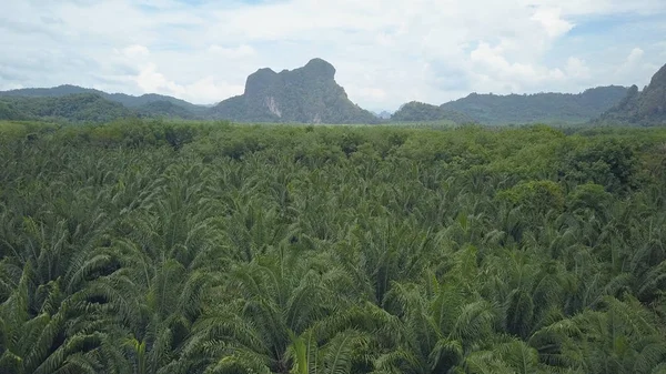 Aerial Flying Enormous Palm Oil Plantation Stretching Far Vast Landscape — Stockfoto