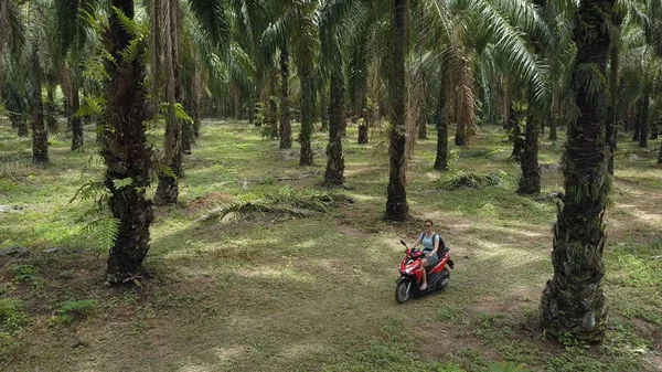 Aerial Happy Woman Goes Scenic Ride Large Palm Oil Plantation — Stock Photo, Image